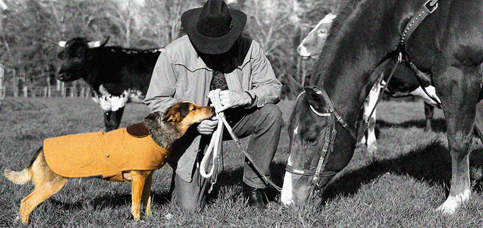 DoggieCoutureNY Yellowstone Collection